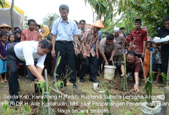 Sekda Kab Karawang Menghadiri Pencanangan Penanaman Tanaman Buah Naga